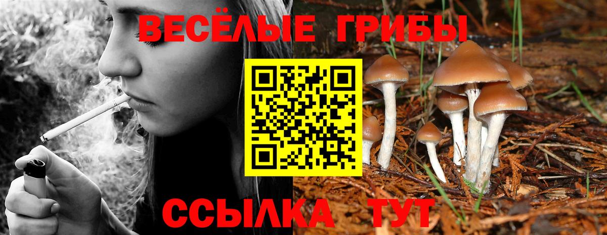 Псилоцибиновые грибы прущие грибы Новокубанск